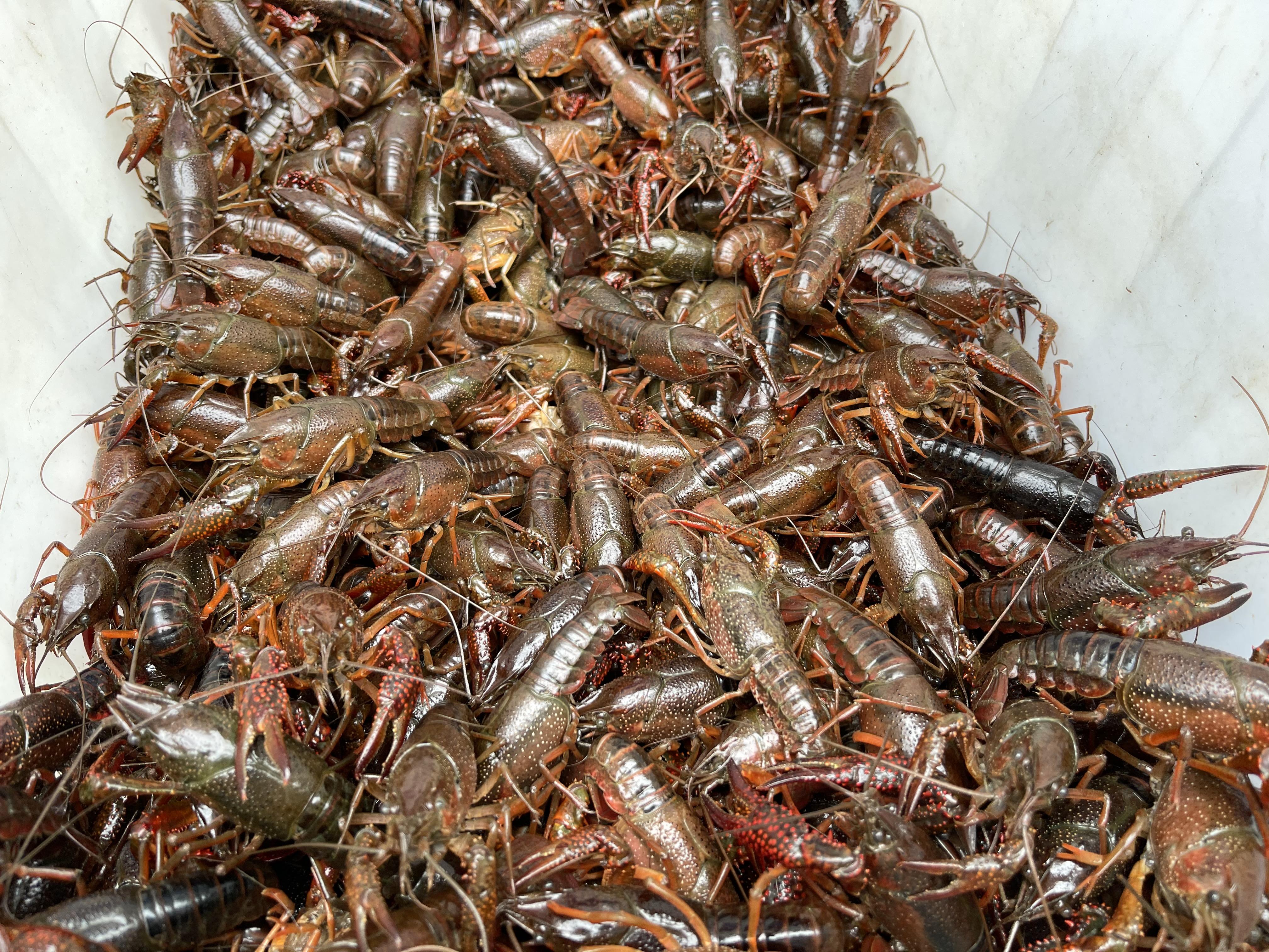 吃小龙虾最好的季节是几月份（比较好的龙虾怎么挑选）-2
