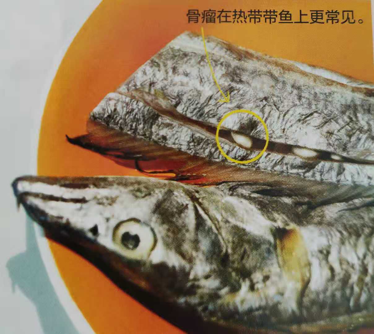 带鱼里白色的硬球是什么（带鱼身上有白色硬块怎么回事）-1