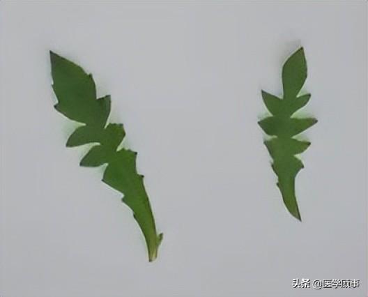 蒲公英是不是就是荠菜（蒲公英和芥菜可以一起吃吗）-3