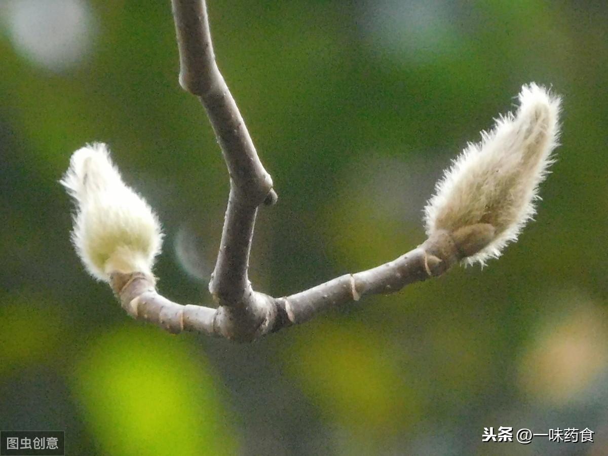 玉兰片和竹笋有什么区别呢-12