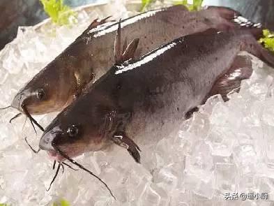 鮰鱼是什么鱼（鮰鱼的家常做法有哪些）-6