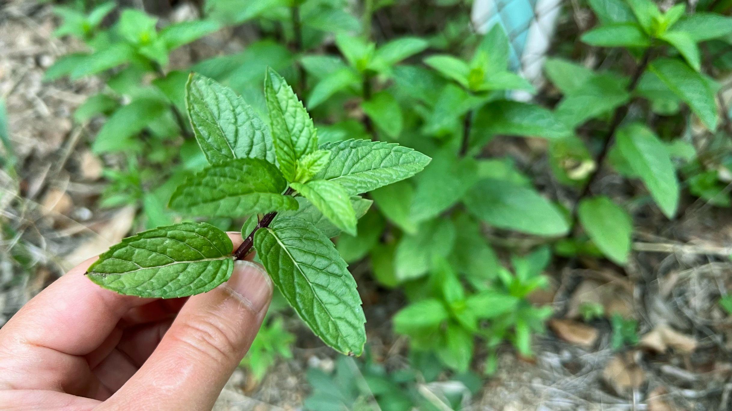 薄荷可以做什么菜 薄荷炒鸡蛋怎么炒-2