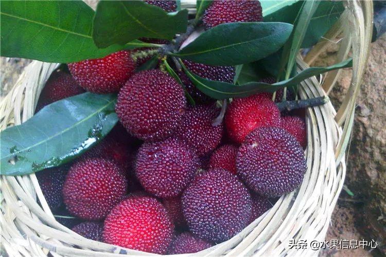 杨梅哪些地方的比较有名（杨梅是哪里特产）-13