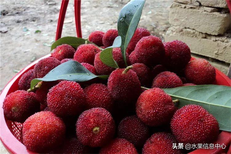 杨梅哪些地方的比较有名（杨梅是哪里特产）-14