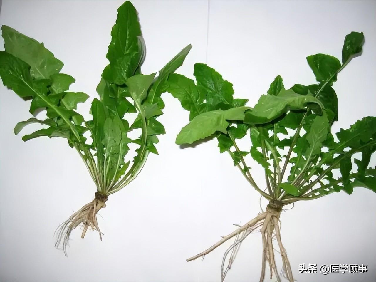 蒲公英是不是就是荠菜（蒲公英和芥菜可以一起吃吗）-5
