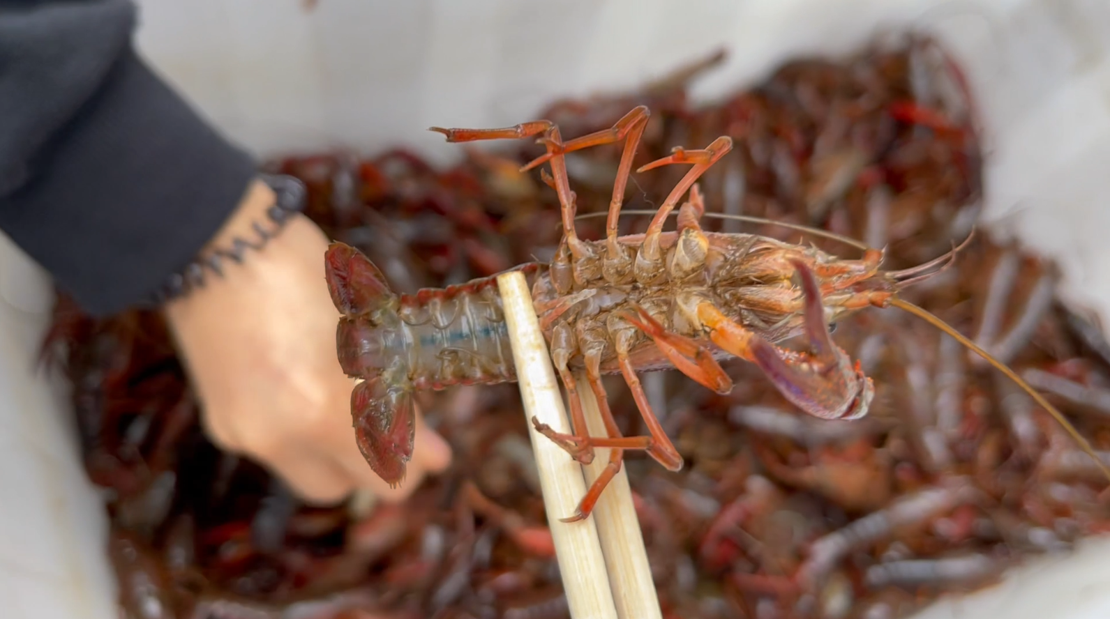 吃小龙虾最好的季节是几月份（比较好的龙虾怎么挑选）-5