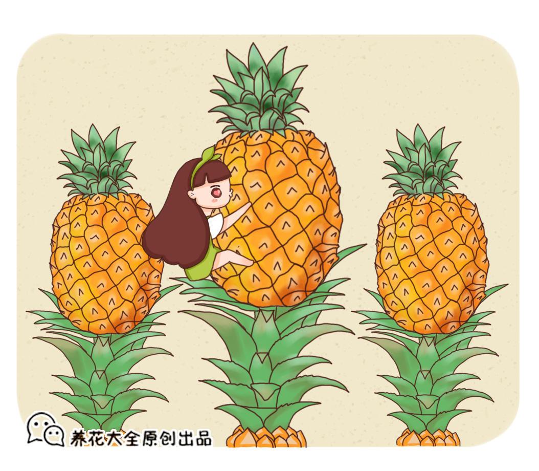 怎么削凤梨最简单（凤梨的吃法）-1