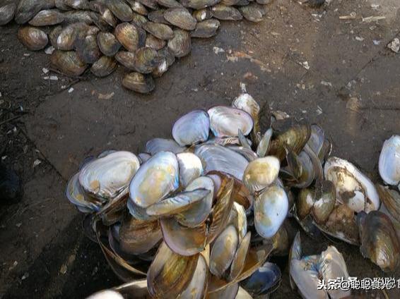 大河蚌怎么做好吃的做法大全-1