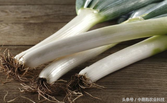 大葱怕冻吗最低可以多少度（冻大葱缓过来变软了谁有办法）-1