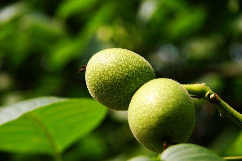 刚摘下的核桃怎么去青皮（新鲜核桃如何去青皮）-1