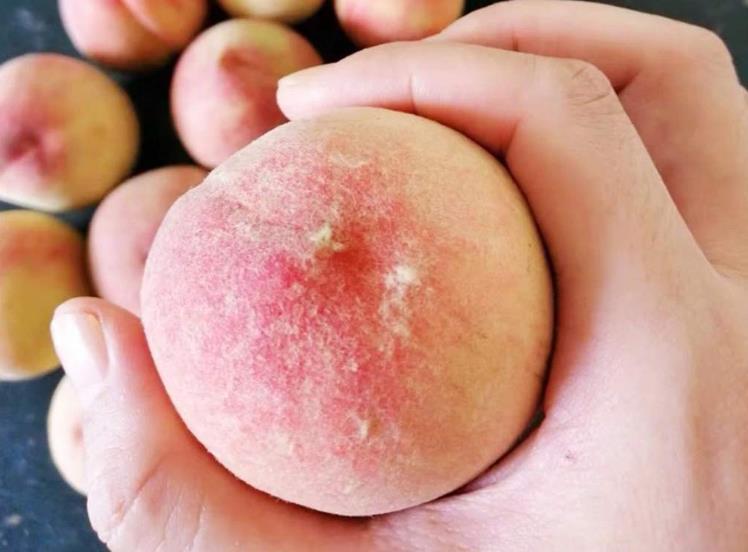水蜜桃是脆桃还是软桃子（水蜜桃和脆桃区别）-4
