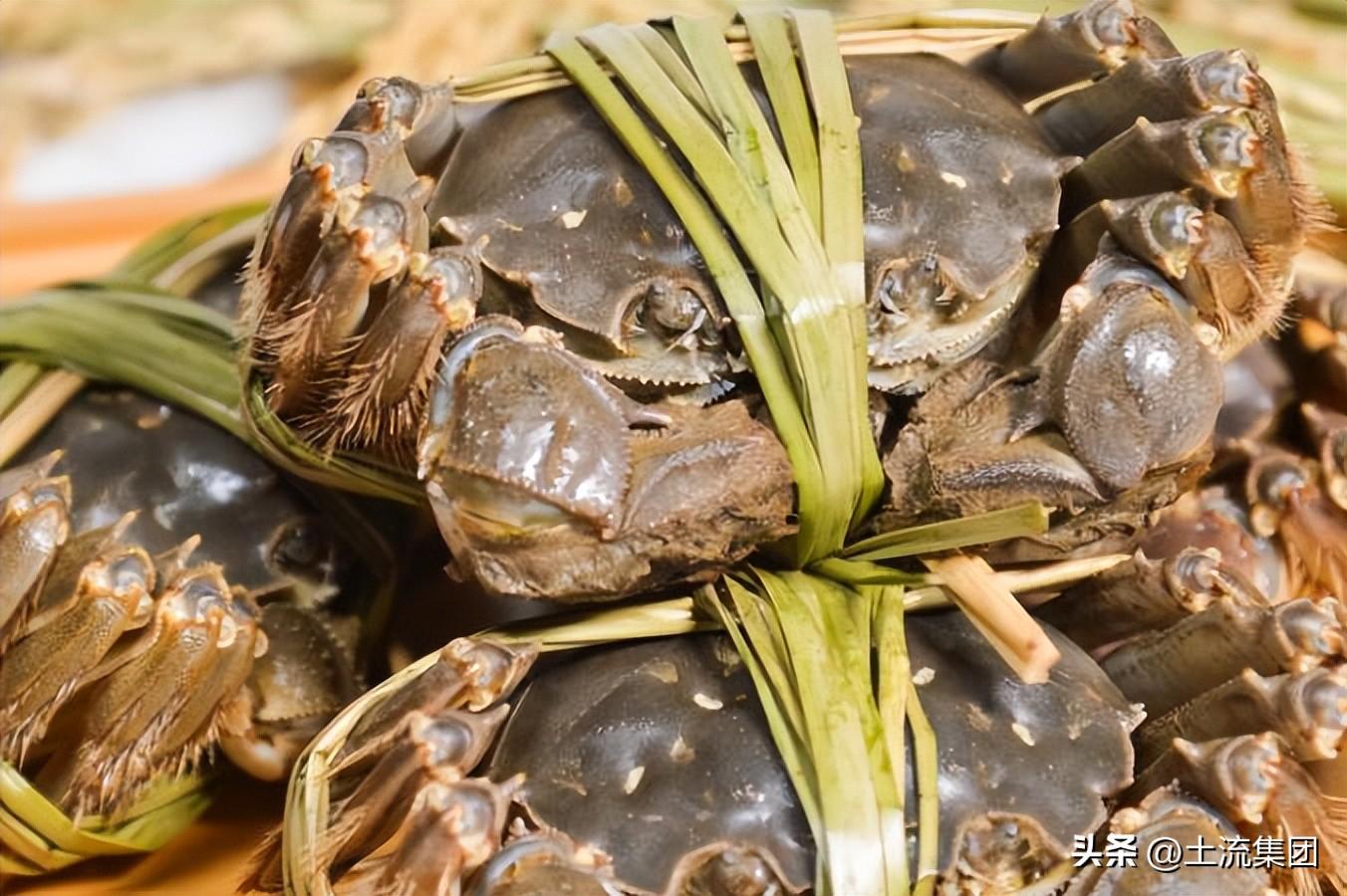 什么季节吃大闸蟹最好（几月份的大闸蟹肥）-2