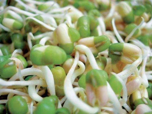 绿豆要泡多久才能发芽（绿豆要泡几个小时才可以种）-2