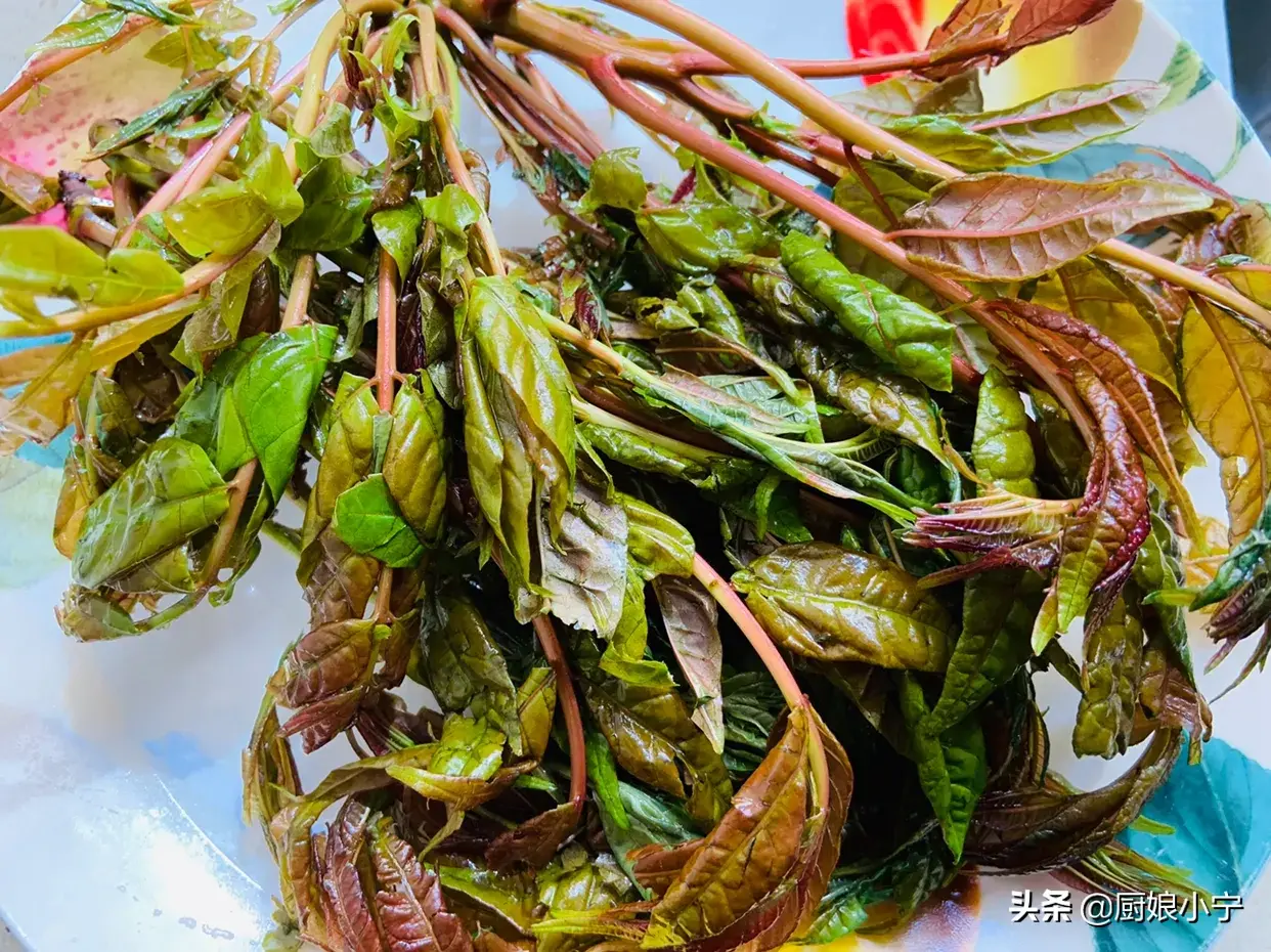 香椿的食用方法有哪些 香椿能做什么菜-1