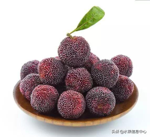 杨梅哪些地方的比较有名（杨梅是哪里特产）-8