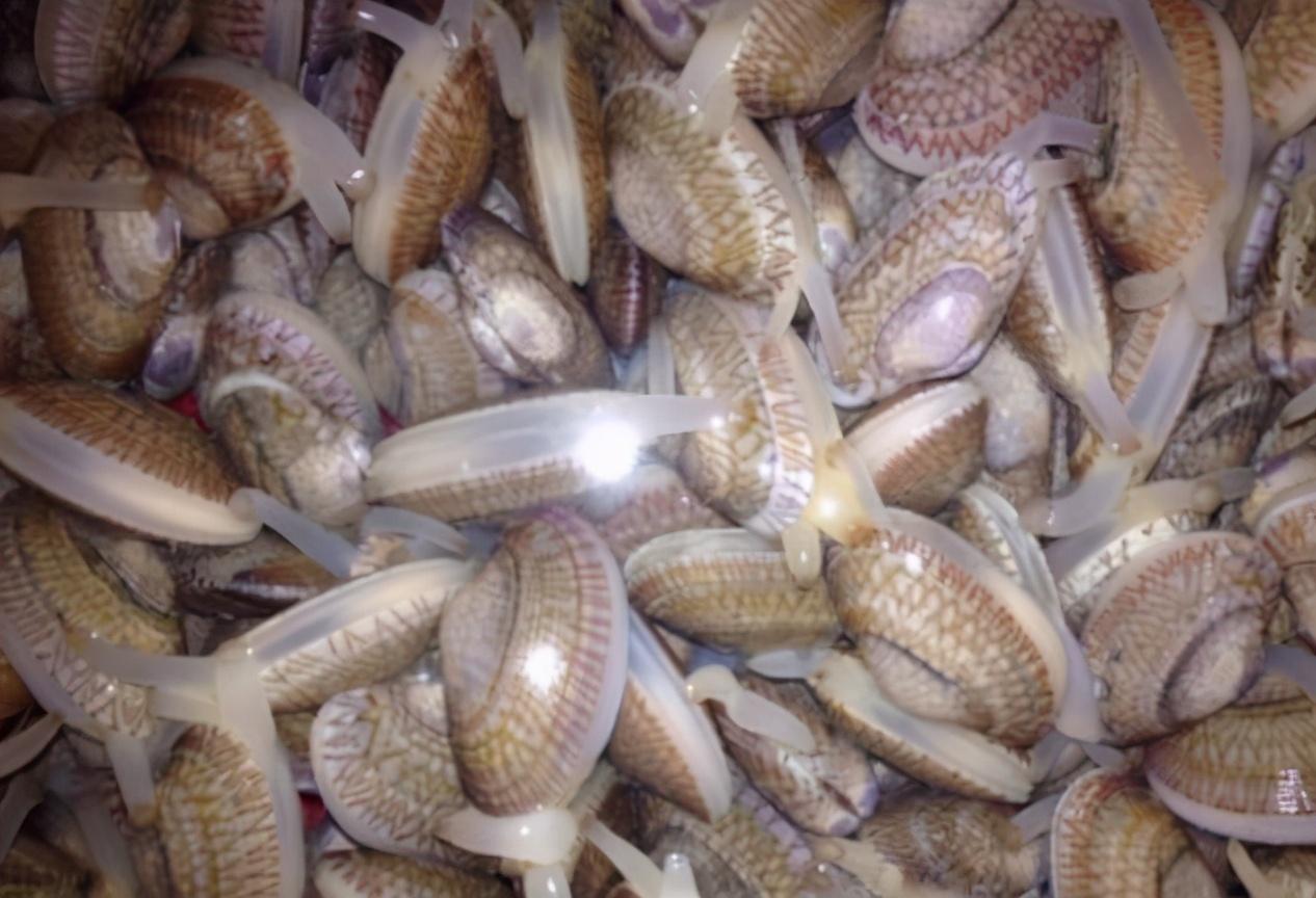 花甲的沙子怎样弄干净（花甲吐沙最快的方法）-3