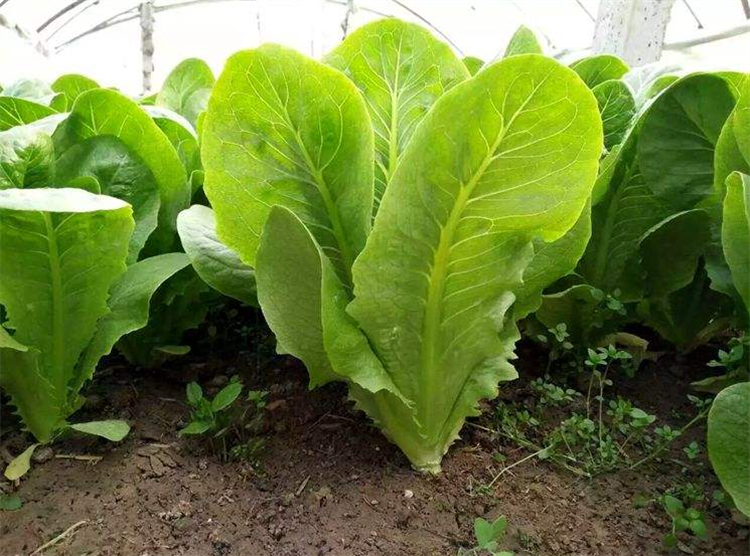 孔雀菜的种植时间和方法 孔雀菜多久可以收获-1