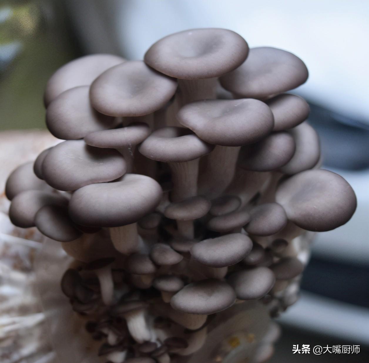 平菇可以放冰箱冷藏几天（平菇能否放冰箱）-7