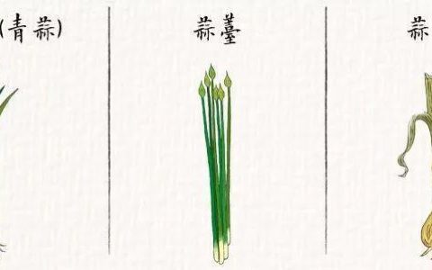 蒜黄和蒜苗是什么关系（蒜黄和蒜苔的区别是什么）