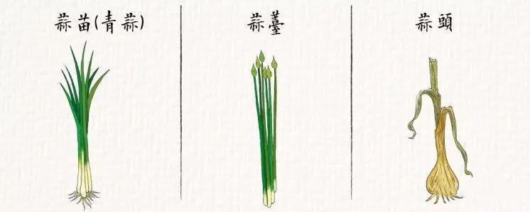 蒜黄和蒜苗是什么关系（蒜黄和蒜苔的区别是什么）-1