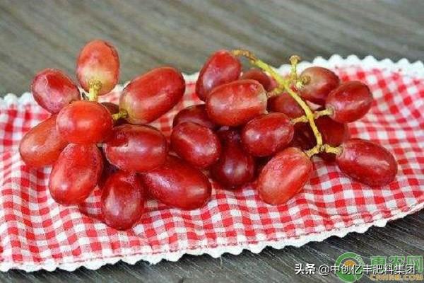 葡萄能放冰箱冷藏吗（新鲜葡萄如何保存）-2