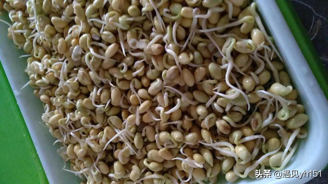 怎样发豆芽又快又简单 黄豆芽自己在家怎么发-3