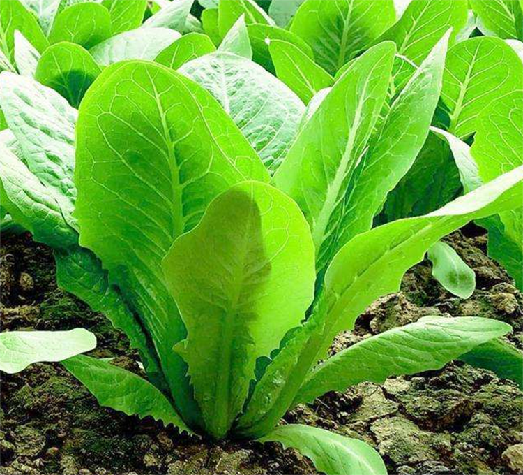 孔雀菜的种植时间和方法 孔雀菜多久可以收获-4