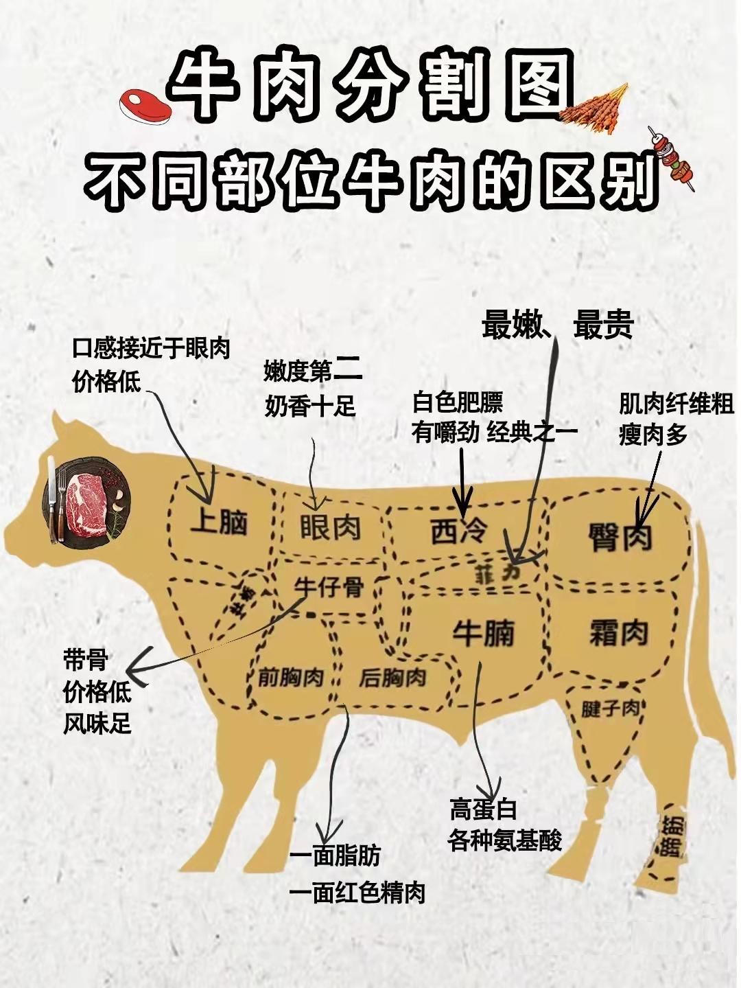 牛身上哪个部位的肉最贵（一头牛最好吃的部位）-1