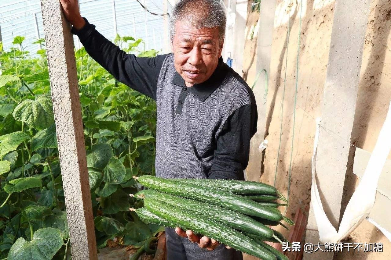 黄瓜放冰箱可以保存几天（黄瓜放保鲜能放多久）-4