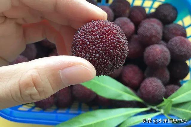 杨梅哪些地方的比较有名（杨梅是哪里特产）-4
