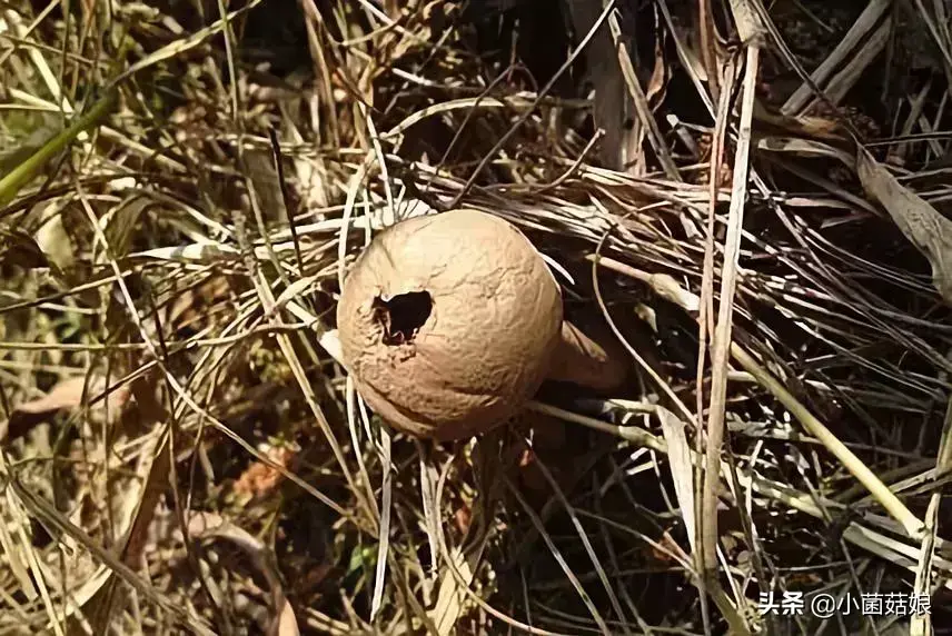 蘑菇是怎么生长出来的（蘑菇的相关知识科普）-5