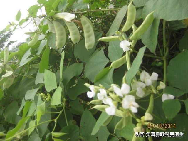 白扁豆和白白芸豆有什么区别？-2