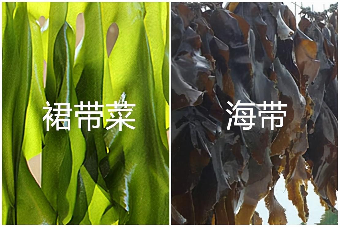 裙带菜好吃还是海带好吃？有什么区别？-3
