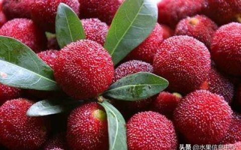 杨梅哪些地方的比较有名（杨梅是哪里特产）