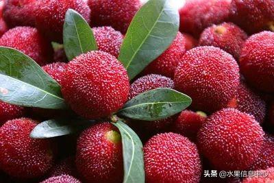 杨梅哪些地方的比较有名（杨梅是哪里特产）-1
