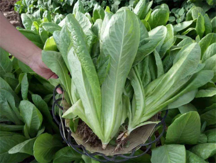 孔雀菜的种植时间和方法 孔雀菜多久可以收获-5