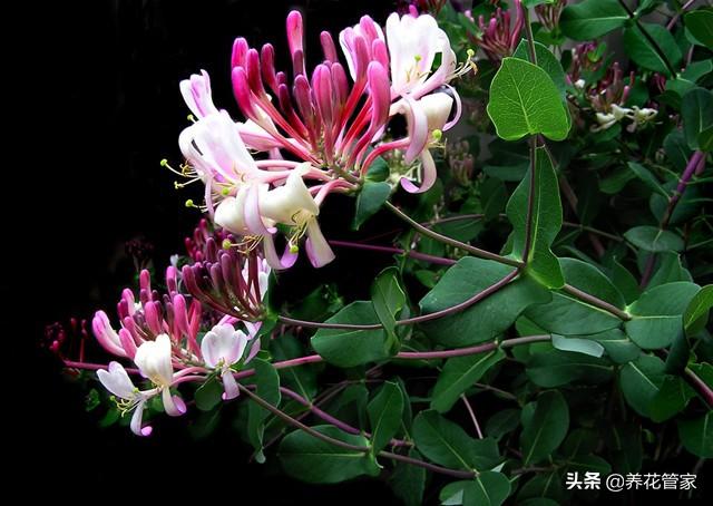 金银花为什么花有两种颜色（金银花红色和白色区别）-1