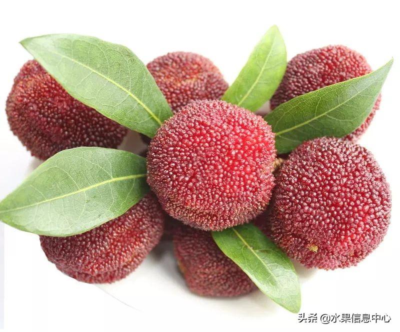 杨梅哪些地方的比较有名（杨梅是哪里特产）-18