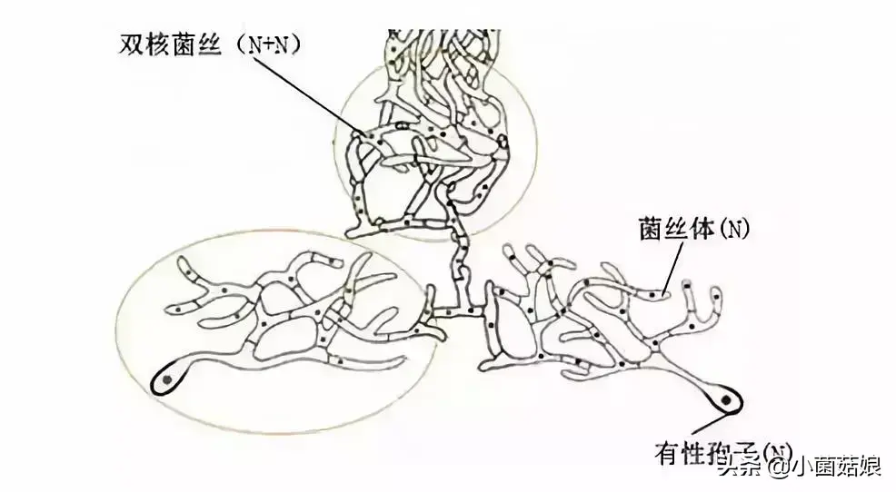 蘑菇是怎么生长出来的（蘑菇的相关知识科普）-8