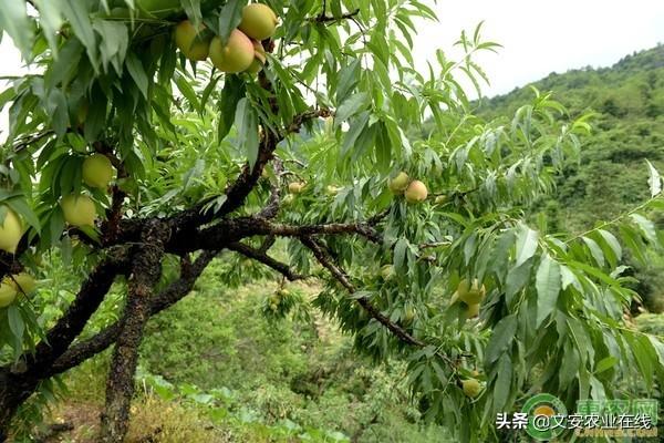 最贵的桃子是什么品种？多少钱一斤？-3