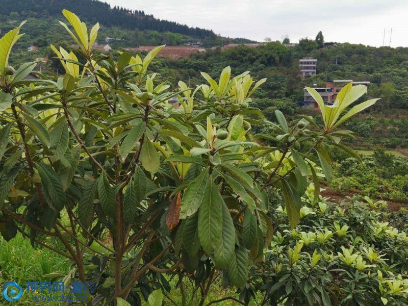 枇杷好吃的时候是什么季节？-2