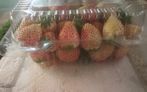 白色的草莓为什么这么贵（白色的草莓叫什么草莓）