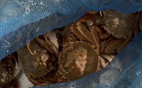 怎样做河蟹好吃又简单（河蟹的正确蒸法）