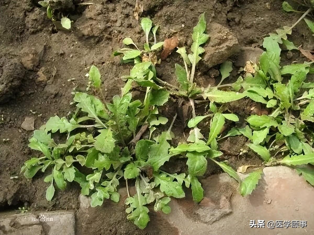 蒲公英是不是就是荠菜（蒲公英和芥菜可以一起吃吗）-7