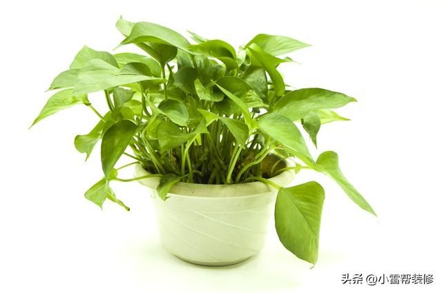 新房间屋里放什么东西吸甲醛-3