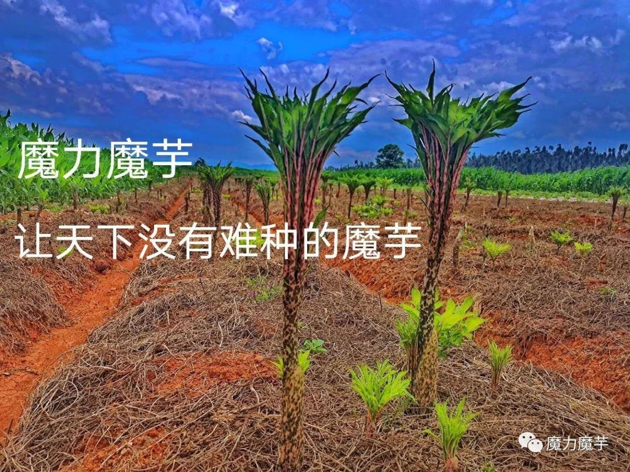 魔芋怎么保存时间长点（魔芋豆腐保存30天方法）-8