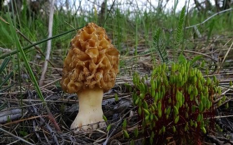 羊肚菌怎么泡发快（干羊肚菌正确清洗方法）