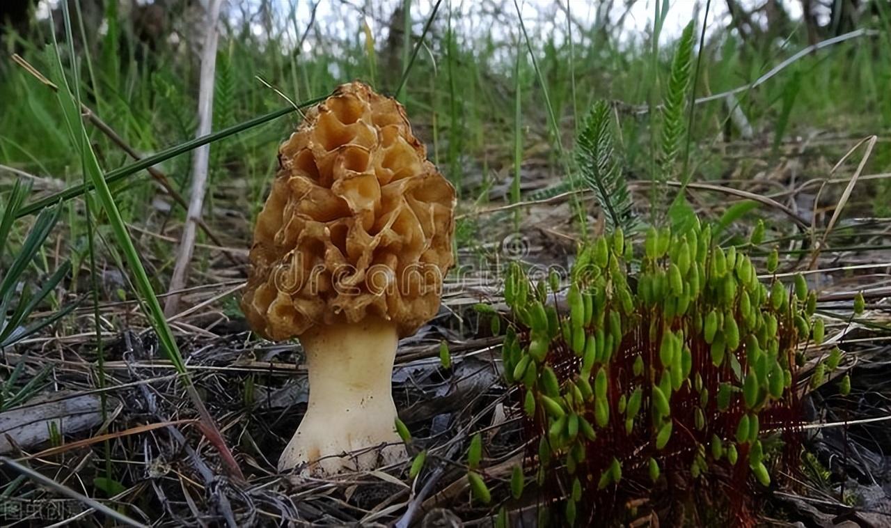 羊肚菌怎么泡发快（干羊肚菌正确清洗方法）-1