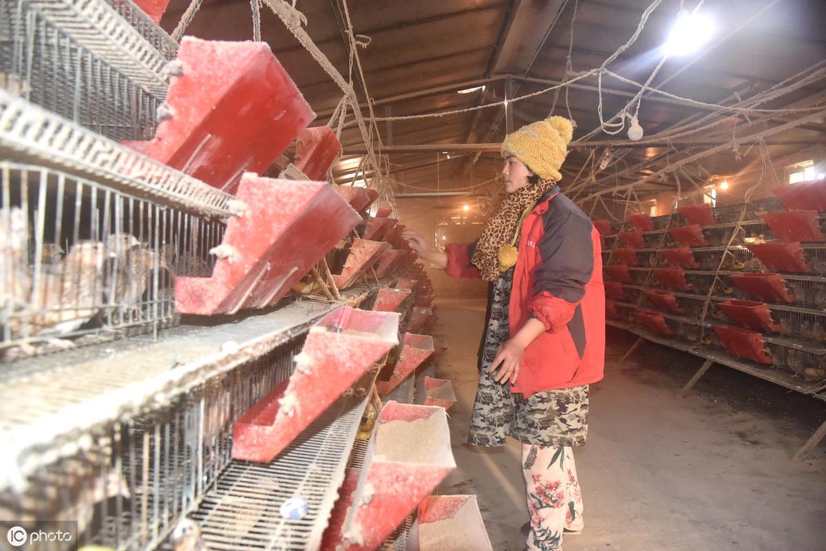 鹌鹑吃什么食物才可以下蛋（自制低成本鹌鹑饲料配方）-2