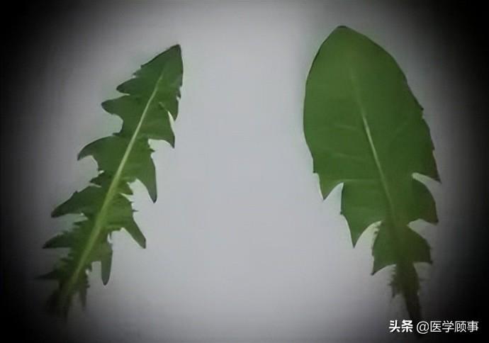 蒲公英是不是就是荠菜（蒲公英和芥菜可以一起吃吗）-4